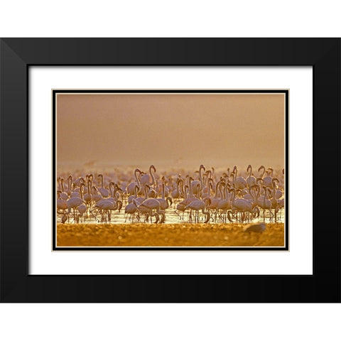 Lesser and Greater Flamingos-Lake Baringo-Kenya Black Modern Wood Framed Art Print with Double Matting by Fitzharris, Tim