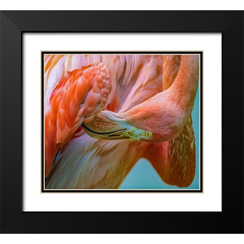 Caribbean Greater Flamingo Preening Black Modern Wood Framed Art Print with Double Matting by Fitzharris, Tim