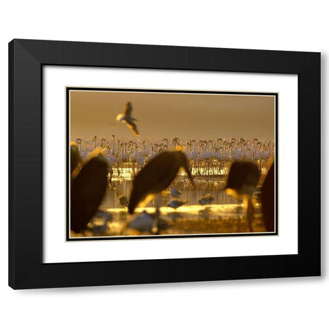 Lesser Flamingos and Marabou Storks-Kenya Black Modern Wood Framed Art Print with Double Matting by Fitzharris, Tim