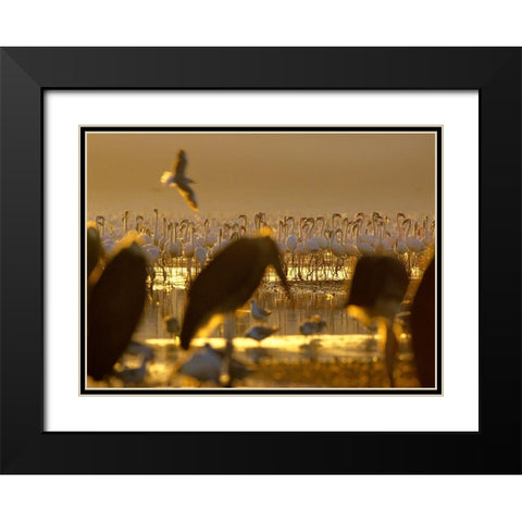 Lesser Flamingos and Marabou Storks-Kenya Black Modern Wood Framed Art Print with Double Matting by Fitzharris, Tim