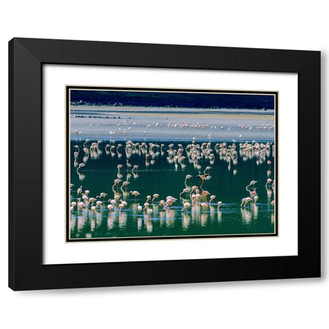 Lesser Flamingos-Kenya Black Modern Wood Framed Art Print with Double Matting by Fitzharris, Tim