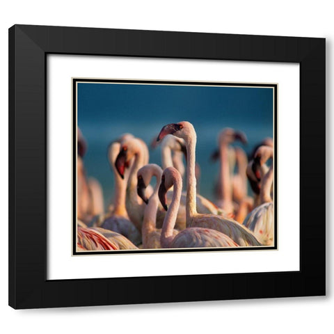 Lesser Flamingos Black Modern Wood Framed Art Print with Double Matting by Fitzharris, Tim