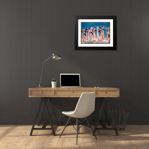 Lesser Flamingos-Kenya Black Modern Wood Framed Art Print with Double Matting by Fitzharris, Tim
