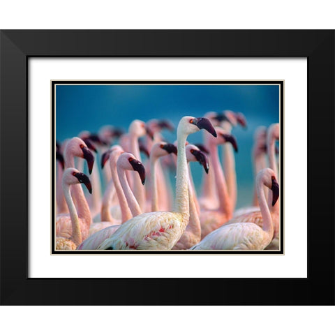 Lesser Flamingos-Kenya Black Modern Wood Framed Art Print with Double Matting by Fitzharris, Tim