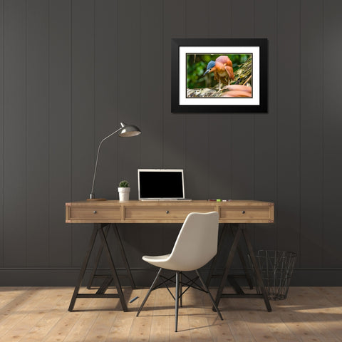 Reddish Heron-Sabah-Malaysia Black Modern Wood Framed Art Print with Double Matting by Fitzharris, Tim