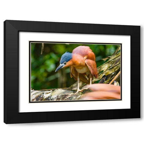 Reddish Heron-Sabah-Malaysia Black Modern Wood Framed Art Print with Double Matting by Fitzharris, Tim