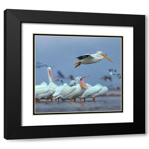 White Pelicans at Bolivar flats,Texas Black Modern Wood Framed Art Print with Double Matting by Fitzharris, Tim
