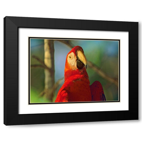 Scarlet Macaw Black Modern Wood Framed Art Print with Double Matting by Fitzharris, Tim