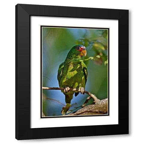 White-fronted Parrot I Black Modern Wood Framed Art Print with Double Matting by Fitzharris, Tim