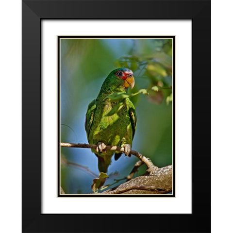 White-fronted Parrot I Black Modern Wood Framed Art Print with Double Matting by Fitzharris, Tim