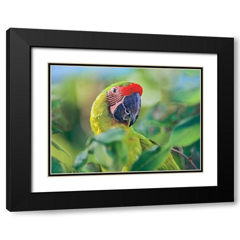 Great Green Macaw I Black Modern Wood Framed Art Print with Double Matting by Fitzharris, Tim