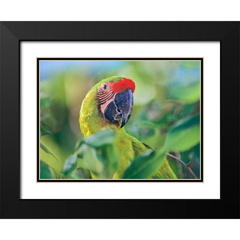 Great Green Macaw I Black Modern Wood Framed Art Print with Double Matting by Fitzharris, Tim