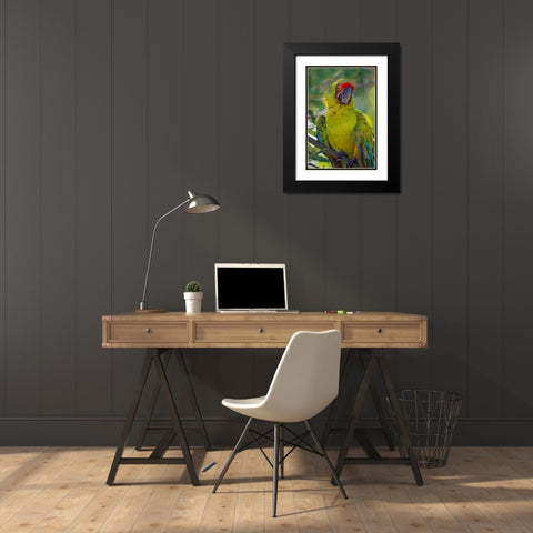 Great Green Macaw II Black Modern Wood Framed Art Print with Double Matting by Fitzharris, Tim