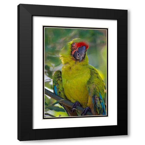 Great Green Macaw II Black Modern Wood Framed Art Print with Double Matting by Fitzharris, Tim