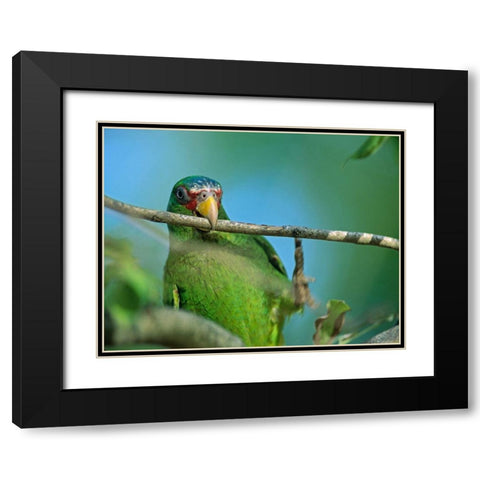 White-fronted Parrot II Black Modern Wood Framed Art Print with Double Matting by Fitzharris, Tim