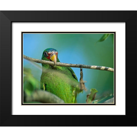 White-fronted Parrot II Black Modern Wood Framed Art Print with Double Matting by Fitzharris, Tim