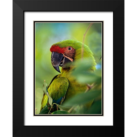 Great Green Macaw III Black Modern Wood Framed Art Print with Double Matting by Fitzharris, Tim