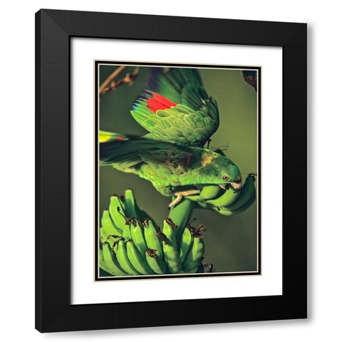 Yellow-naped Parrot Black Modern Wood Framed Art Print with Double Matting by Fitzharris, Tim