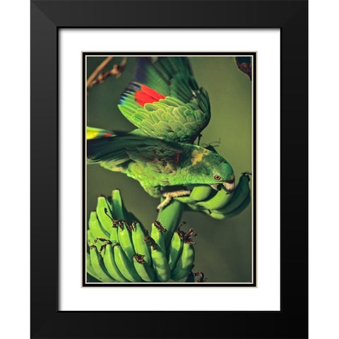 Yellow-naped Parrot Black Modern Wood Framed Art Print with Double Matting by Fitzharris, Tim