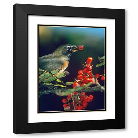 American Robin with Mountain Ash Berries Black Modern Wood Framed Art Print with Double Matting by Fitzharris, Tim