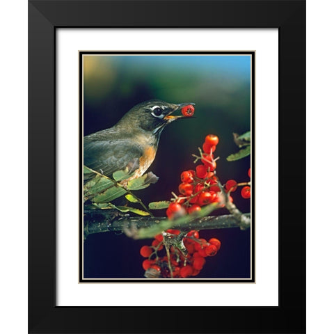 American Robin with Mountain Ash Berries Black Modern Wood Framed Art Print with Double Matting by Fitzharris, Tim