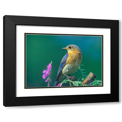 Eastern Bluebird Female I Black Modern Wood Framed Art Print with Double Matting by Fitzharris, Tim