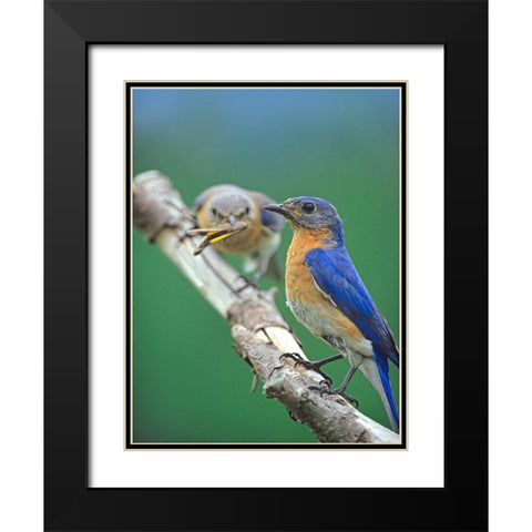 Eastern Bluebirds-male and female Black Modern Wood Framed Art Print with Double Matting by Fitzharris, Tim