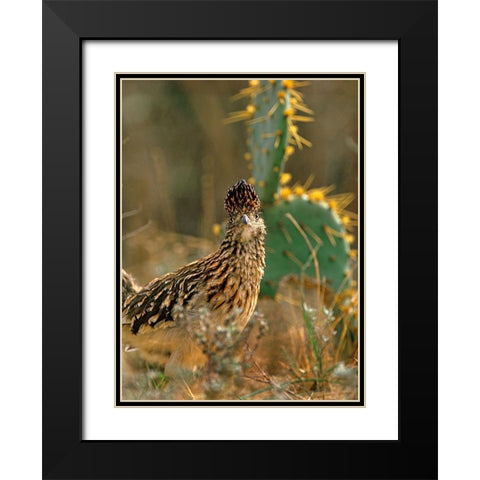 Greater Roadrunner Black Modern Wood Framed Art Print with Double Matting by Fitzharris, Tim