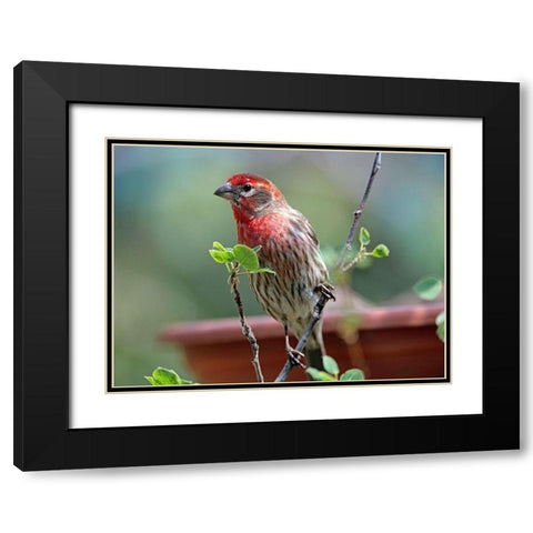 House Finch at Bird Feeder Black Modern Wood Framed Art Print with Double Matting by Fitzharris, Tim