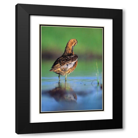 Long-billed Dowitcher Preening Black Modern Wood Framed Art Print with Double Matting by Fitzharris, Tim