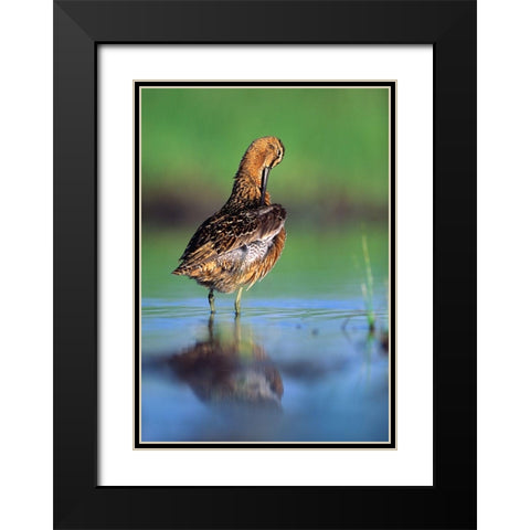Long-billed Dowitcher Preening Black Modern Wood Framed Art Print with Double Matting by Fitzharris, Tim