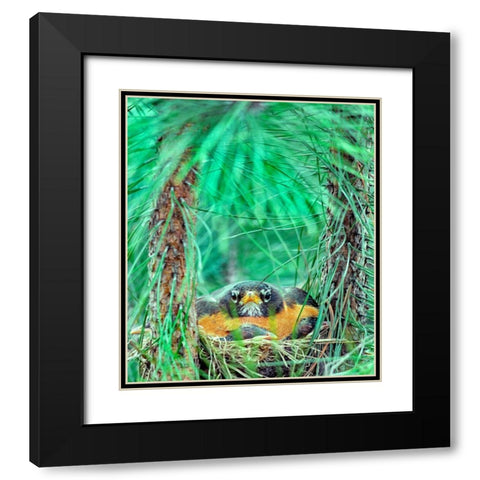 American Robin on the Nest Black Modern Wood Framed Art Print with Double Matting by Fitzharris, Tim