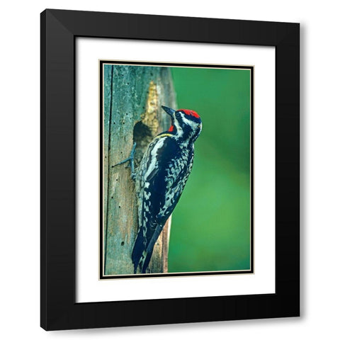 Yellow-bellied Sapsucker Black Modern Wood Framed Art Print with Double Matting by Fitzharris, Tim