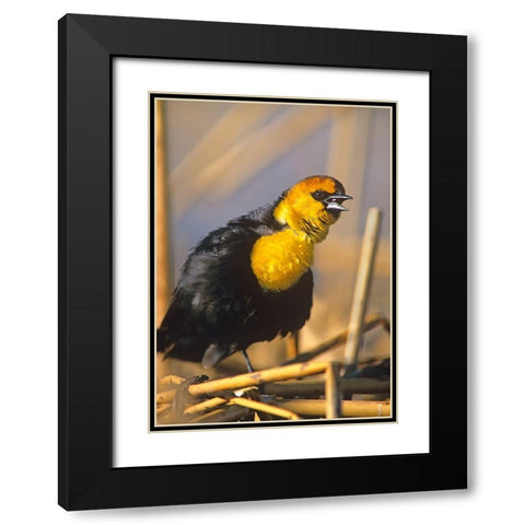 Yellow-headed Blackbird Black Modern Wood Framed Art Print with Double Matting by Fitzharris, Tim