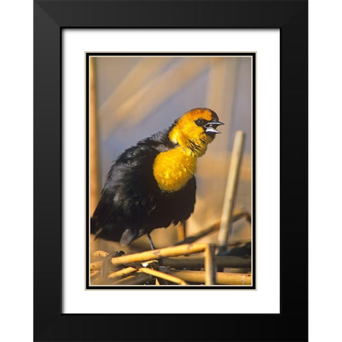 Yellow-headed Blackbird Black Modern Wood Framed Art Print with Double Matting by Fitzharris, Tim