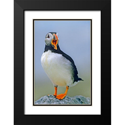 Atlantic Puffin I Black Modern Wood Framed Art Print with Double Matting by Fitzharris, Tim