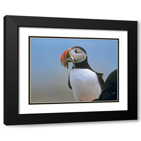 Atlantic Puffin II Black Modern Wood Framed Art Print with Double Matting by Fitzharris, Tim