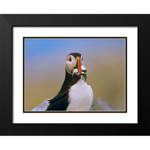 Atlantic Puffin IV Black Modern Wood Framed Art Print with Double Matting by Fitzharris, Tim