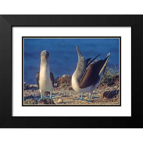 Blue-footed Boobies Courtship in Display Black Modern Wood Framed Art Print with Double Matting by Fitzharris, Tim