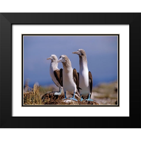 Blue-footed Boobies Black Modern Wood Framed Art Print with Double Matting by Fitzharris, Tim