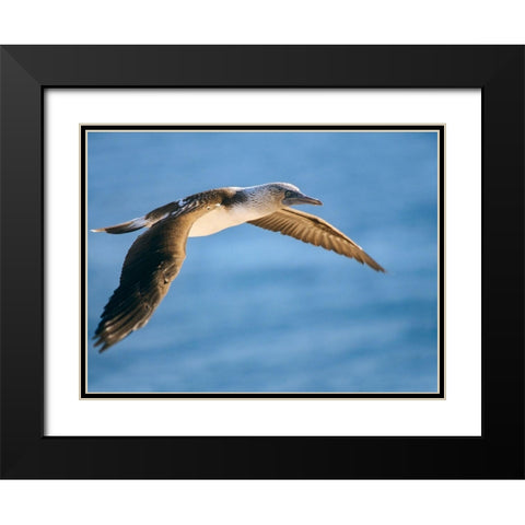 Blue-footed Booby in Flight Black Modern Wood Framed Art Print with Double Matting by Fitzharris, Tim