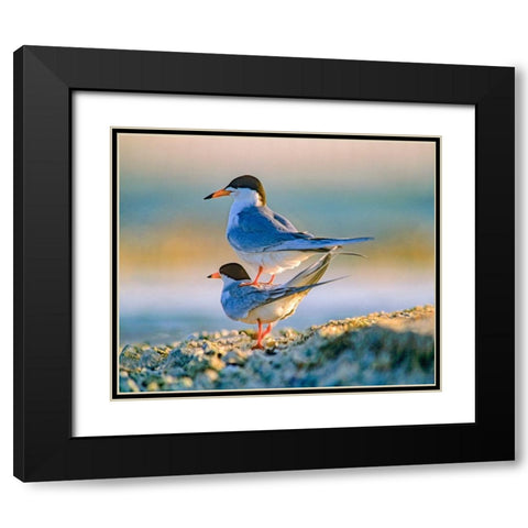 Common Terns Black Modern Wood Framed Art Print with Double Matting by Fitzharris, Tim
