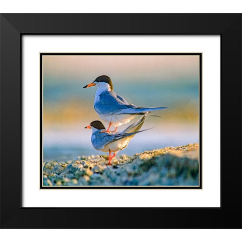 Common Terns Black Modern Wood Framed Art Print with Double Matting by Fitzharris, Tim