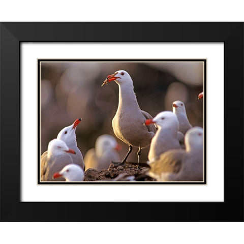 Heermans Gulls Black Modern Wood Framed Art Print with Double Matting by Fitzharris, Tim