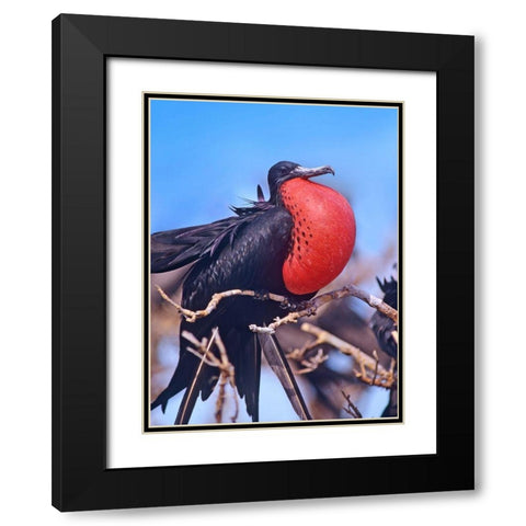 Magnificent Frigatebird in Courtship Display Black Modern Wood Framed Art Print with Double Matting by Fitzharris, Tim