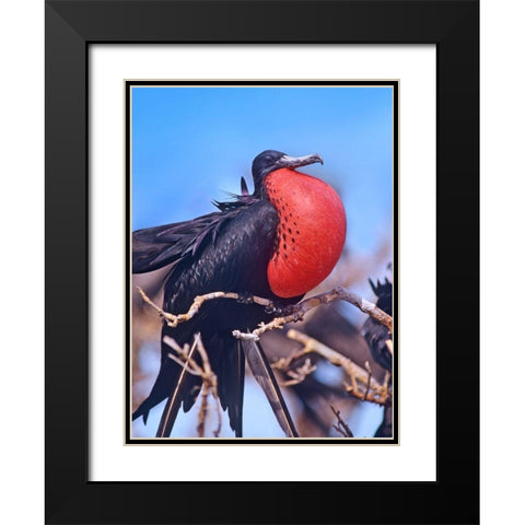 Magnificent Frigatebird in Courtship Display Black Modern Wood Framed Art Print with Double Matting by Fitzharris, Tim