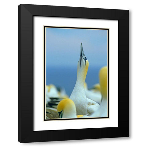 Northern Gannet I Black Modern Wood Framed Art Print with Double Matting by Fitzharris, Tim