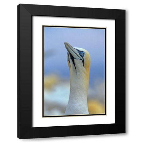 Northern Gannet II Black Modern Wood Framed Art Print with Double Matting by Fitzharris, Tim