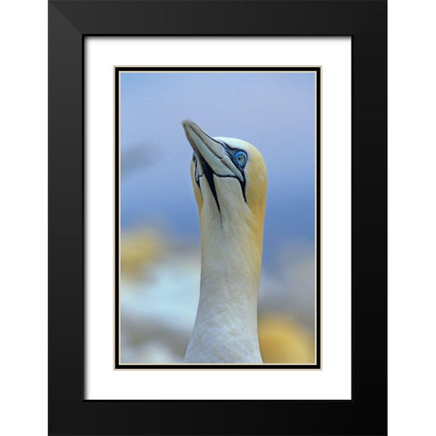 Northern Gannet II Black Modern Wood Framed Art Print with Double Matting by Fitzharris, Tim