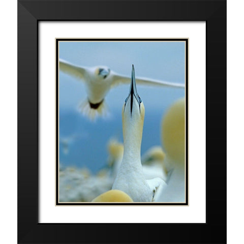 Northern Gannets at Rookery-Bonaventure Island-Quebec Black Modern Wood Framed Art Print with Double Matting by Fitzharris, Tim